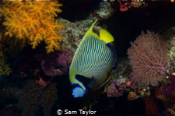 Another fav. fish, the Emperor Angelfish. Osprey reef Aus... by Sam Taylor 